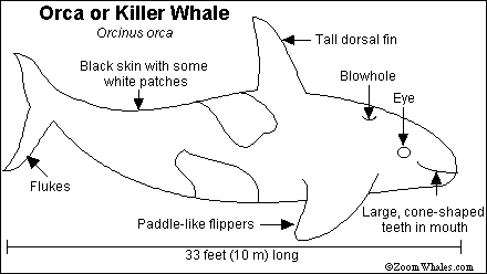 killeranat.gif (5602 bytes)